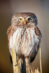 eurasian pygmy owl