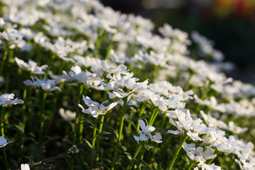 White Wildflowers in the Field