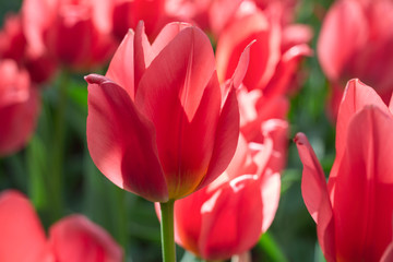 Group and close up of red lily-flowered singlebeautiful tulips growing in the garden