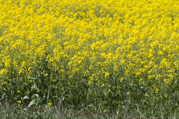 Rapeseed blossoms, Canola field and lighthouse, Melbourne, Australia.