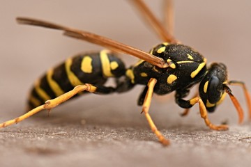 wasp