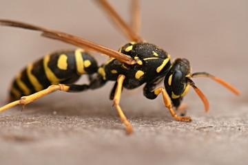wasp