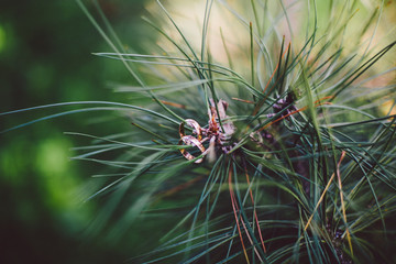 Wedding rings on a coniferous branch