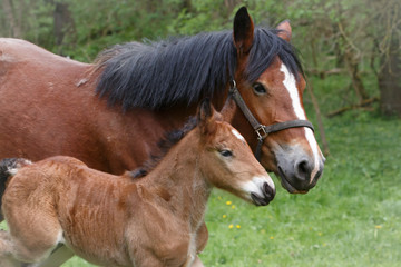 Fototapeta premium Kaltblutstute mit Fohlen