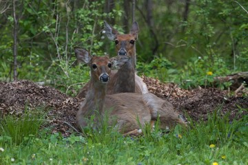 Obraz premium Whitetail deer relaxing in the woods