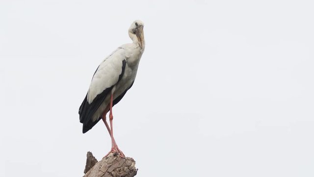 Asian Openbill Stork Taking Off from Stump in Sri Lanka