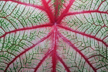 Leaf detail Caladium bicolor tropical plant, Elephant Ear