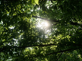 Branches