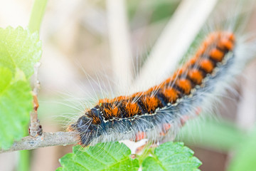caterpillar on leaf 