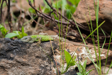 Lizard