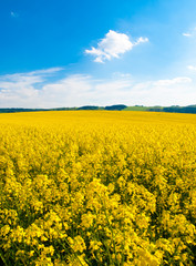 Fototapeta premium Field of rapeseed, aka canola or colza. Rural landscape with blue sky and white clouds. Spring and green energy theme, Czech Republic, Europe.