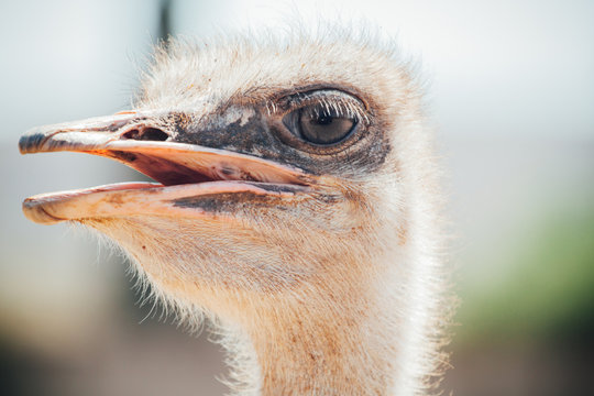 Ostrich face close-up. Ostrich face close-up on walking safaris