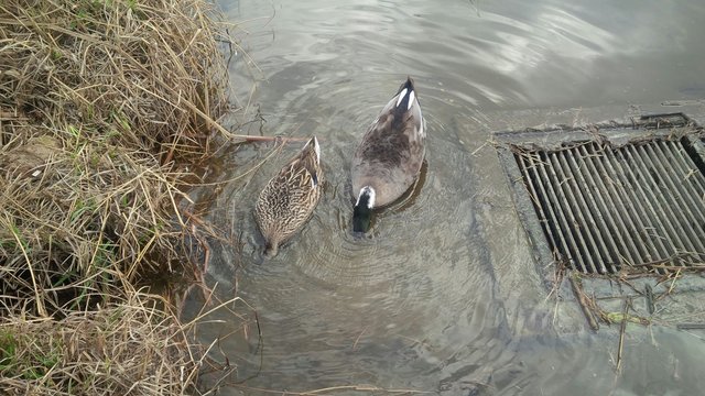 germani con la testa in acqua