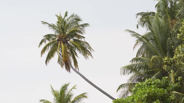 Breeze Stirring Tropical Palm Trees in the Maldives