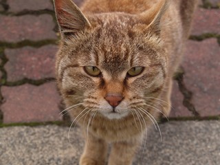 公園の猫