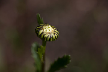 Daisy Bud and leaves