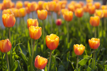 Obraz premium Beautiful orange tulips