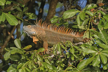 Colorful Male Iguana in a Tree