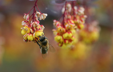 bee on japanese barberry