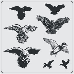 Obraz premium Set of birds. Ravens, eagles and ducks.