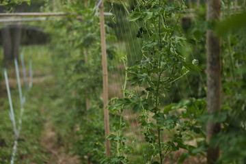 Planting Chinese bitter gourd by providing a winding on tightrope .