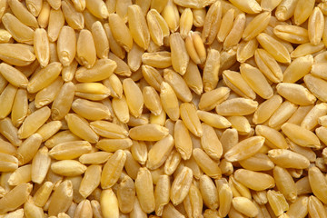 Wheat Grain Texture