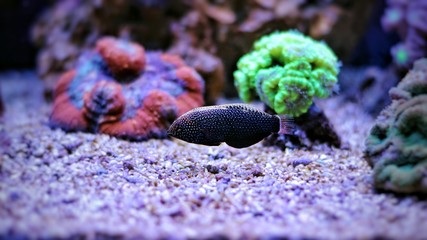 Black Leopard wrasse © Kolevski.V