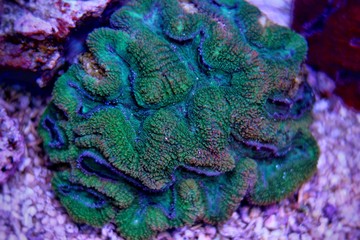 Obraz premium Lobophyllia LPS coral