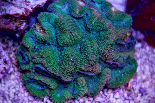 Lobophyllia LPS coral