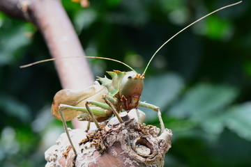 Dragon-headed katydid aka Eumegalodon blanchardi.