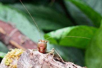 Dragon-headed katydid aka Eumegalodon blanchardi.