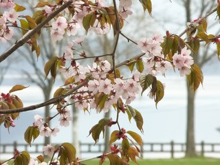 エゾヤマザクラ　クローズアップ