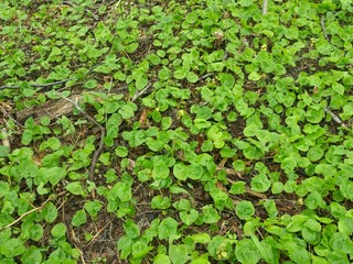 森の中の小さな植物