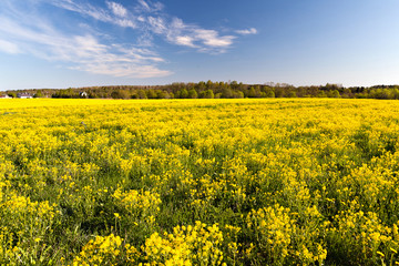field of yellow flowers in the north of Russia