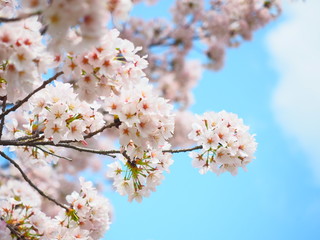満開の桜