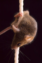 Cute little mouse on a white rope on a black background