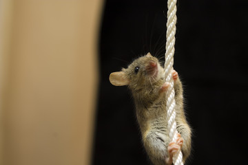 Cute little mouse on a white rope on a black background