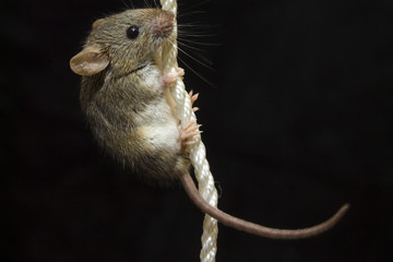 Cute little mouse on a white rope on a black background