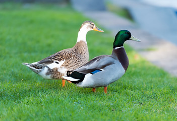 Drake and duck on the green grass