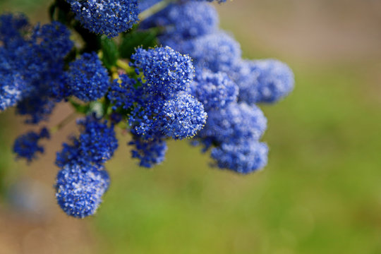 Beautiful lilac blue ceanothus plant in full bloom. Shallow depth of field with space for text.