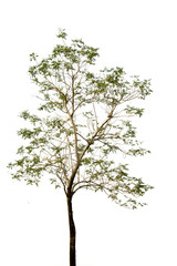 Obraz premium green leaf of Horse radish tree or Drumstick in garden,isolated on white