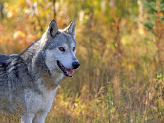 Gray Wolf standing in meadow with grasses in autumn colors.