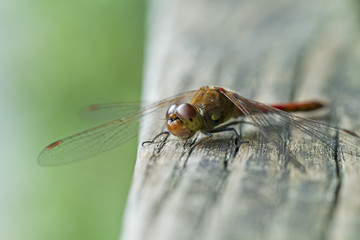 Libelle