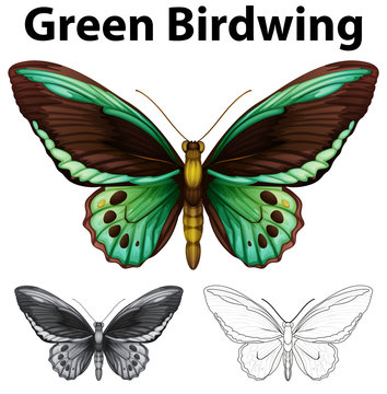 Doodle animal for green birdwing