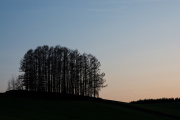 Fototapeta premium 夕暮れの空とカラマツ林