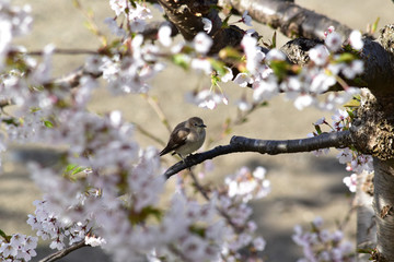桜に止まるコムクドリ