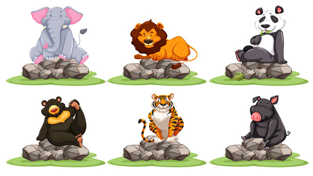 Different types of wild animals on rocks