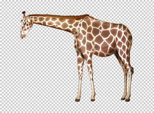 Wild giraffe on transparent background