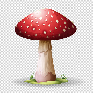 Red mushroom on transparent background