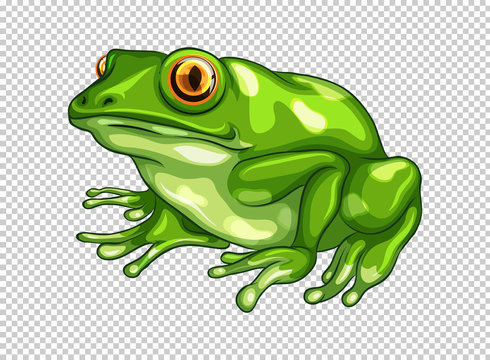 Green frog on transparent background